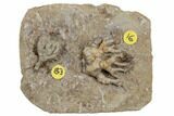 Two Fossil Crinoids (Cyathocrinites & Taxocrinus) - Crawfordsville #188700-2